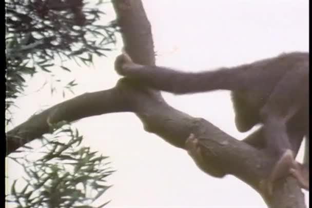 Singe grimpant dans un arbre — Video