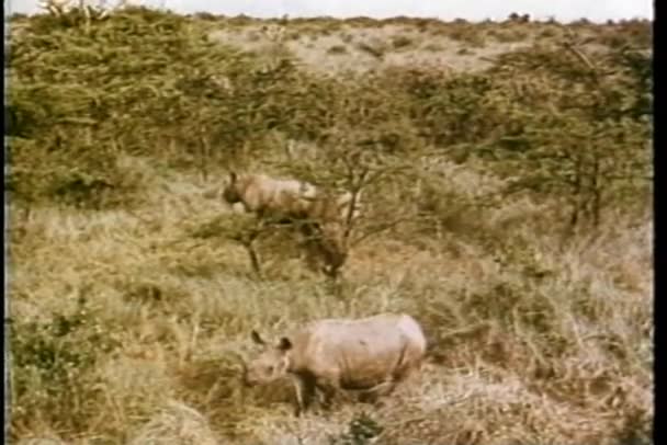 Montage - neushoorns grazen in Afrika — Stockvideo