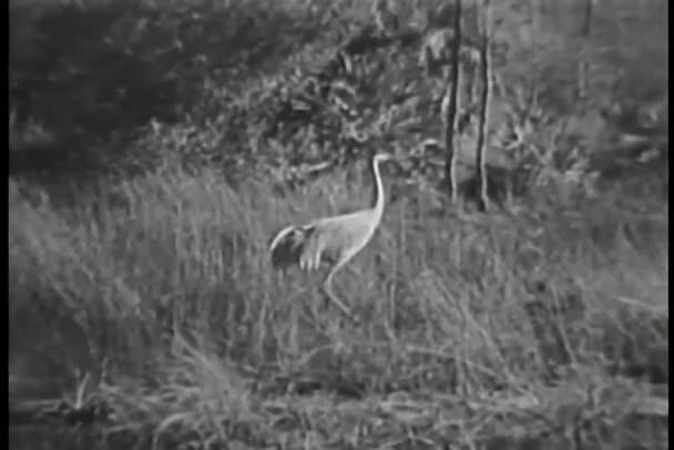 走在高高的草，拜访大沼泽地的苍鹭 — 图库视频影像