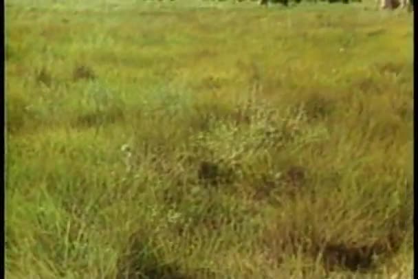 宽射击的牛放牧在字段中 — 图库视频影像