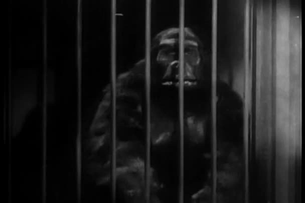 Man dressed in gorilla costume shaking cage bars — Stock Video