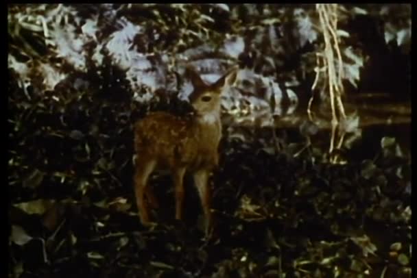 Jonge herten verloren in het bos — Stockvideo