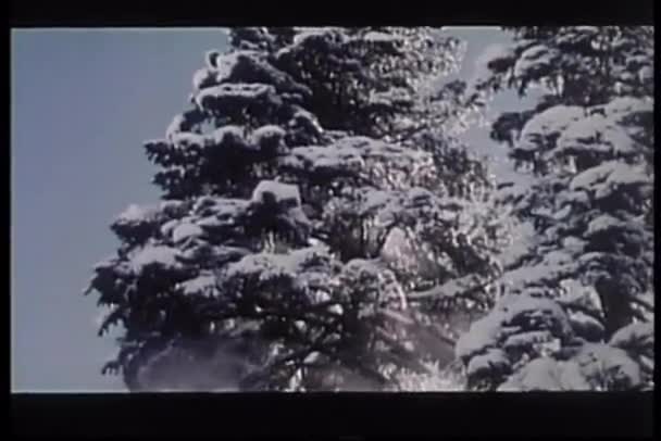 Orso che sale su abete carico di neve — Video Stock