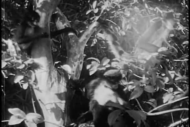 Macacos sentados em uma árvore — Vídeo de Stock