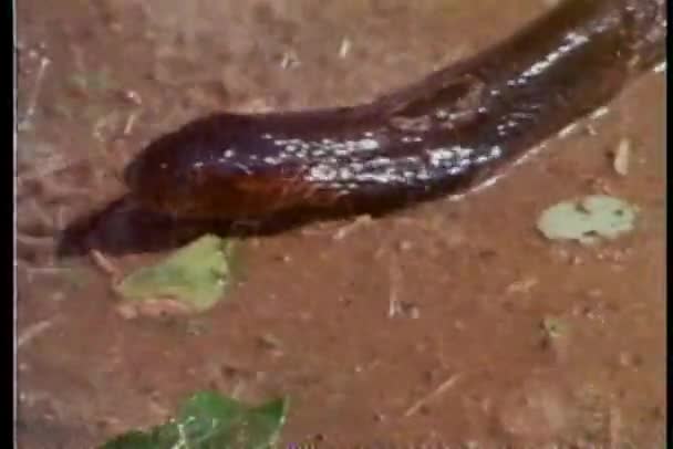 Serpiente arrastrándose en el suelo bajo la lluvia — Vídeos de Stock