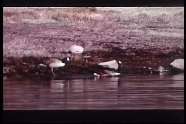 Gänse treiben im Teich — Stockvideo