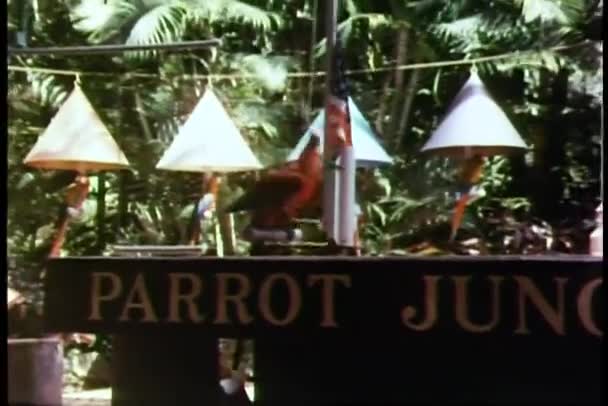 Εκπαιδευμένο παπαγάλος αυξάνοντας την αμερικανική σημαία — Αρχείο Βίντεο