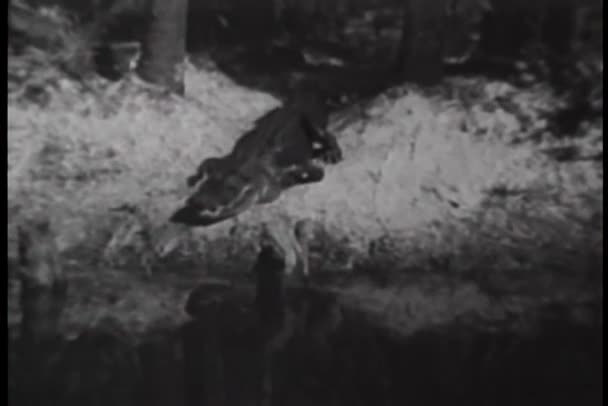 Κροκόδειλος σέρνεται σε ποτάμι — Αρχείο Βίντεο