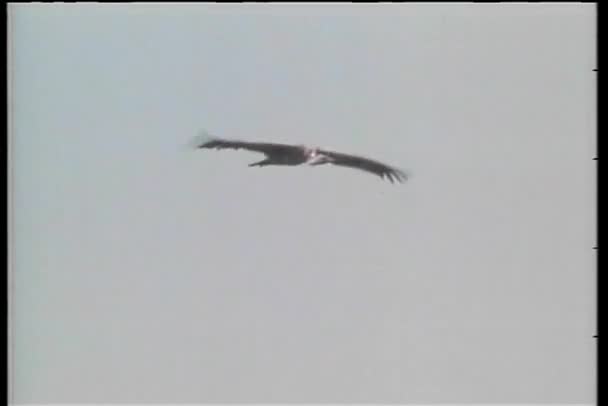 Avvoltoio volando poi unirsi stormo di avvoltoi appollaiati su albero — Video Stock