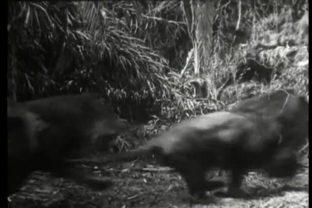 ジャングルの中を実行しているライオンのパック — ストック動画