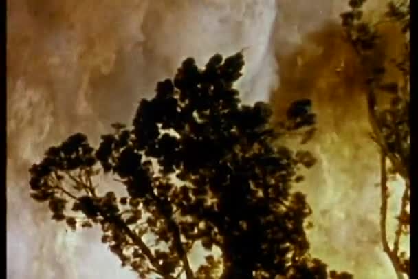 Un feu de forêt qui fait rage 