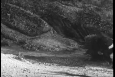 Dikiz dört nala koşan attan düşen adam