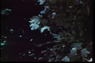 Orta ok ve yay ile bush arkasına saklanmış adam vurdu.