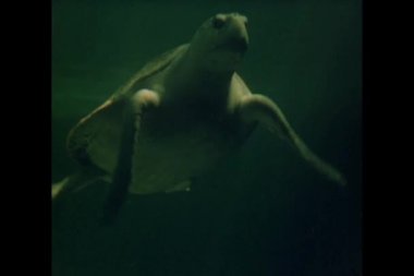 büyük kaplumbağa akvaryum yüzme