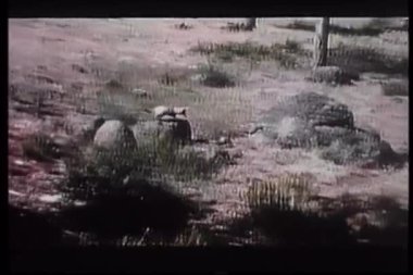 Çakal kovalayan horoz çiftlik çevresinde