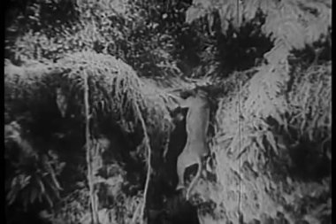 büyük danes Tepeye tırmandığını çalışılıyor