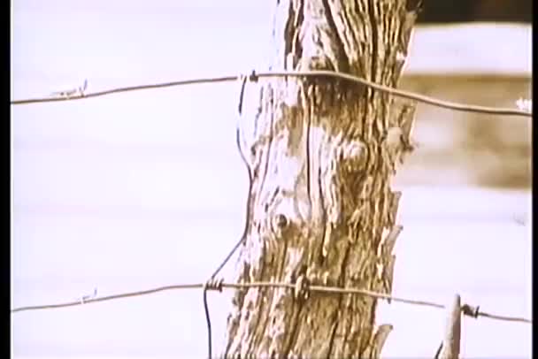 Swarm of locusts invading corn field — Stock Video