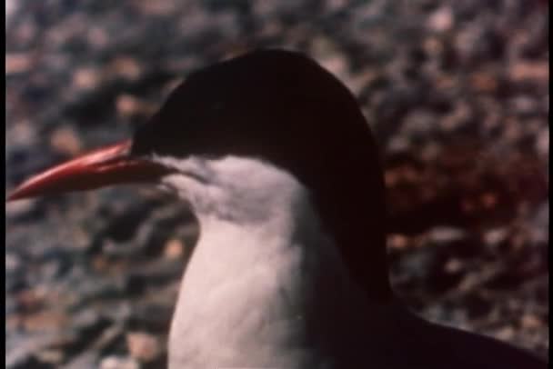 Close-up van Noordse Stern op zoek — Stockvideo