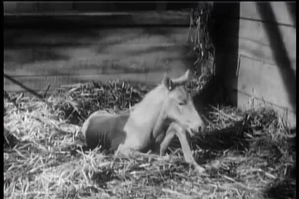 Foal in stabiele worstelen om op te staan — Stockvideo