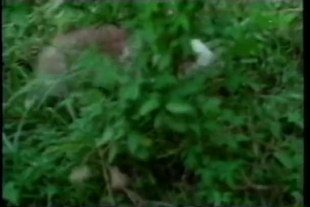 Кролик бегает по траве — стоковое видео