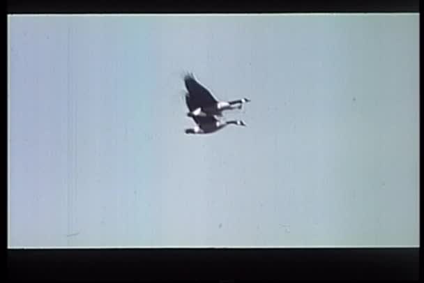 Широкий снимок полёта двух гусей — стоковое видео