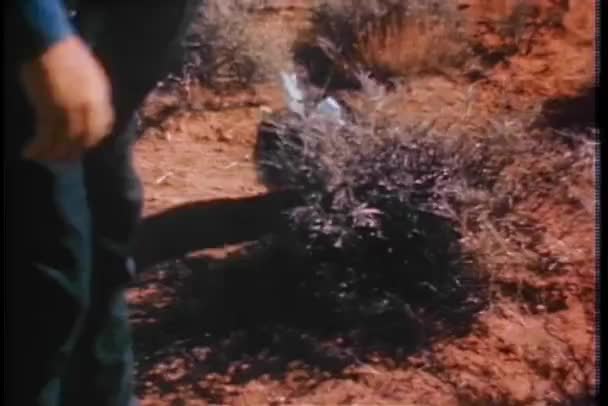 Человек, ходящий енот с луком на поводке — стоковое видео