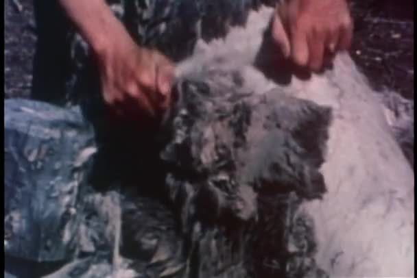 Middellange shot van handen schrapen bont uit karkas — Stockvideo