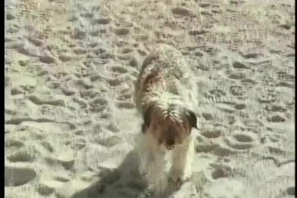 Собака гуляет и лает по песку — стоковое видео