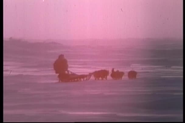 Vue arrière de l'eskimo tiré par des chiens de traîneau chevauchant vers le coucher du soleil — Video