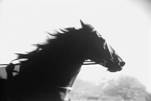 střední záběr koně v postroji závodě