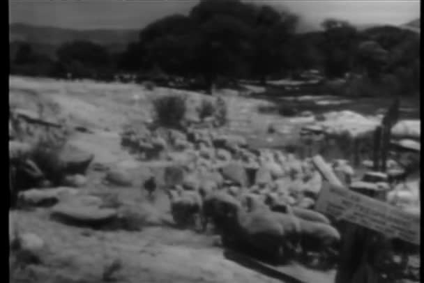 Rear view of flock of sheep walking along river — Stock Video