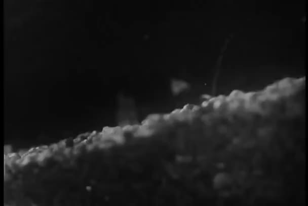Hormiga llevando hoja en exhibición en Los Angeles Zoo, Los Angeles, California, USA — Vídeos de Stock