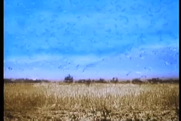 Troupeau de mouettes mangeant des sauterelles dans un champ de maïs — Video