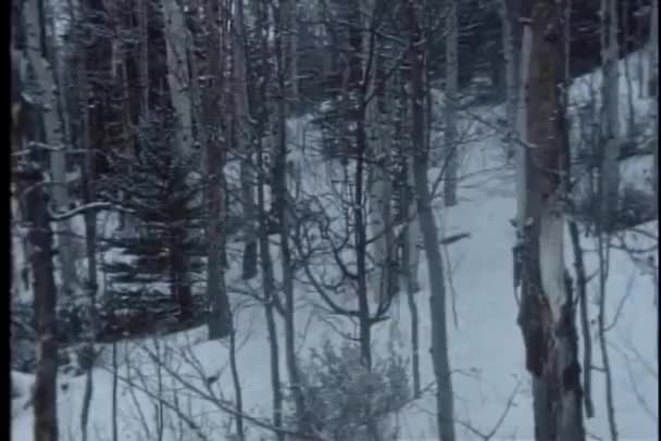 Panorama des arbres nus dans la forêt d'hiver — Video