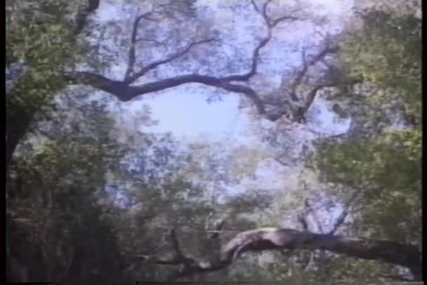 Panoramique jusqu'au grand trou creusé sous les arbres — Video