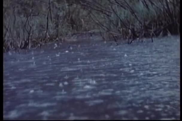 Largo tiro de gotas de chuva caindo em fluxo — Vídeo de Stock