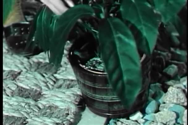 Femme récupérant la clé cachée sous la plante en pot — Video