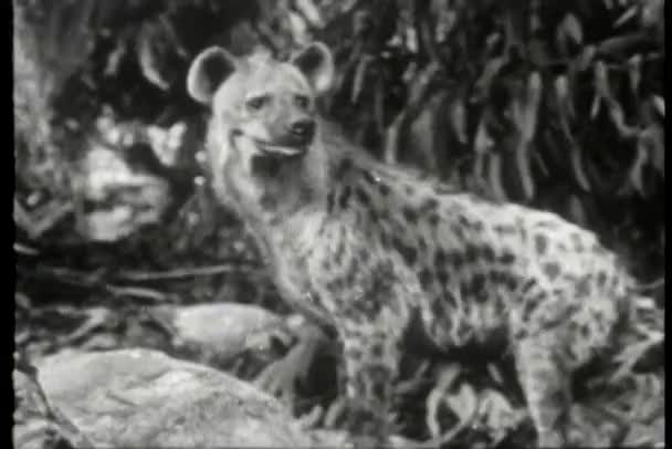 Waarschuwing hyena in de jungle — Stockvideo