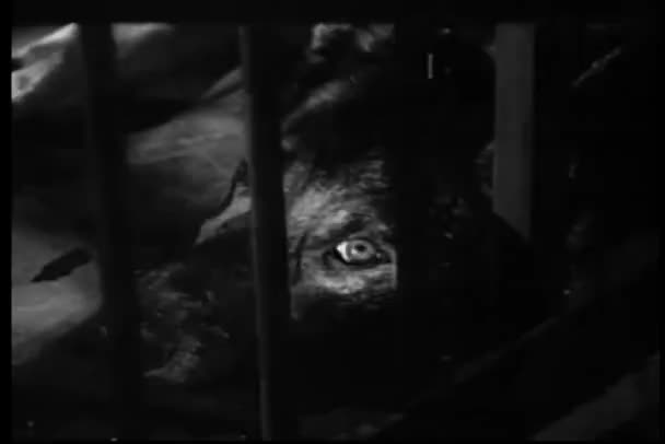 Close-up of dog behind bars — Stock Video