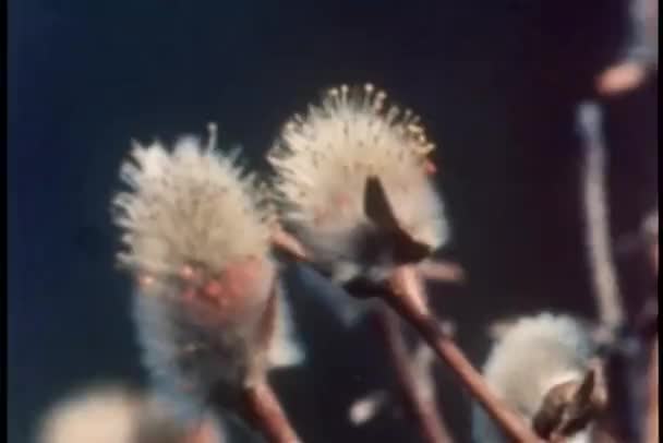 Close-up van pussy willow blossoms — Stockvideo