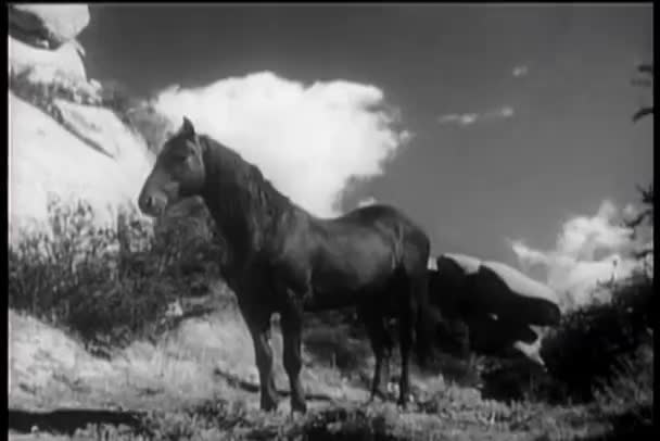 Cheval voisin à l'extérieur — Video