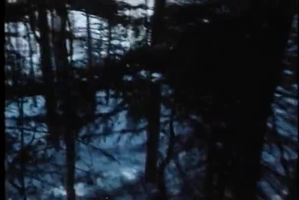 Point de vue prise de vue de la personne marchant dans les bois — Video