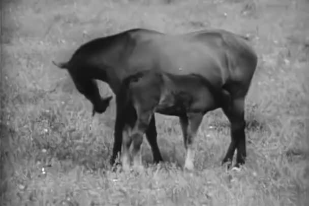 Αλόγων που βόσκουν στο χορτάρι με το foal σε αγρόκτημα — Αρχείο Βίντεο