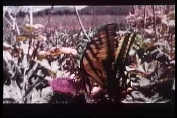 Μεγάλη shot από πεταλούδα στο λουλούδι — Αρχείο Βίντεο