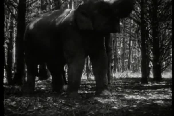 Appel d'éléphant de la nature — Video