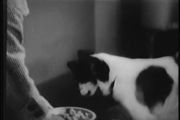 Mittlere Aufnahme von Frauenhänden, die dem Hund eine Schüssel mit Futter füttern — Stockvideo