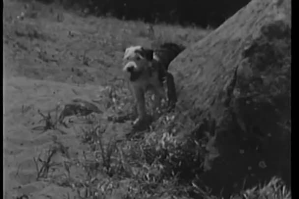 Hund på sand — Stockvideo