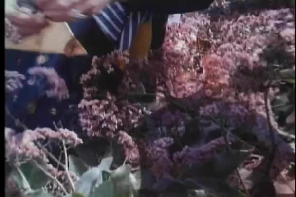 Colpo medio di donna che taglia fiori in giardino — Video Stock