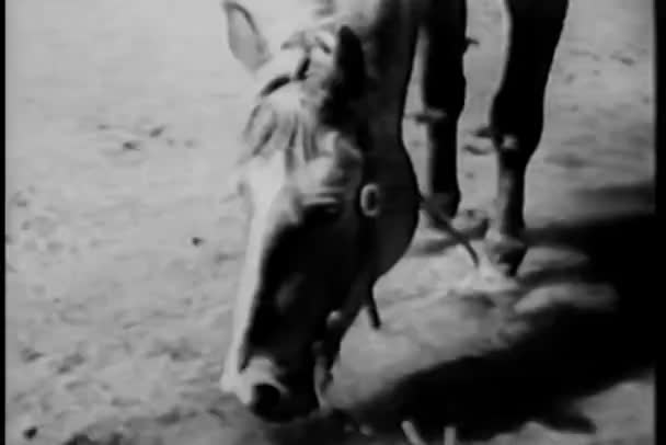 Medellång skott av hästen vatten från floden — Stockvideo