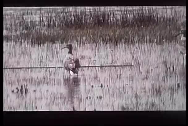 Wide shot van vogel wassen zelf in moeras — Stockvideo